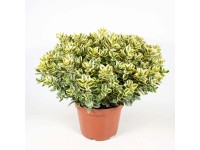 Hebe (Hebe Varieagata) - don. 23 cm