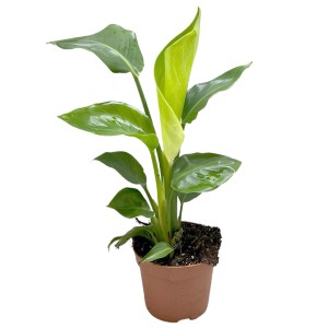 t.b.t. roślina doniczkowa w doniczce, zielone liście.