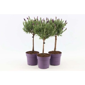 Trzy kwitnące lawendy (t.b.t.) w fioletowych doniczkach. Dekoracyjne rośliny kwitnące do domu i ogrodu.