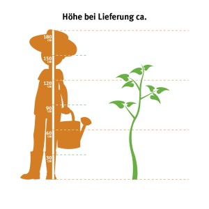 Ilustracja: Dracena Massangeana 3 pnie, porównanie wielkości z osobą i informacja o wysokości dostawy.