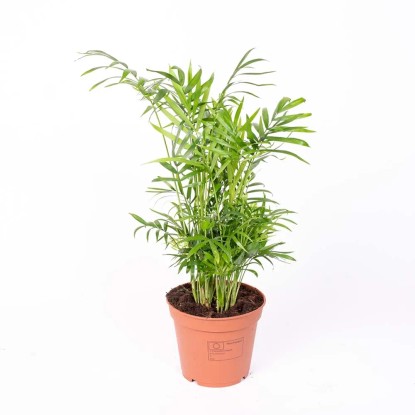 Roślina doniczkowa - don. 18-19 cm