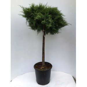 Jałowiec płożący (t.b.t.) w doniczce, formowany, zielone igły.