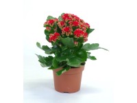 Żyworódka pełna (Kalanchoe sp.) czerwień - don. 12 cm
