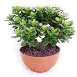 Zielony sukulent t.b.t. w terakotowej doniczce.