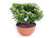 Drzewko szczęścia, grubosz, misa 17cm (Crassula sp.)