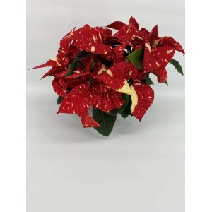 Nakrapiana gwiazda betlejemska z czerwonymi i kremowymi liśćmi.