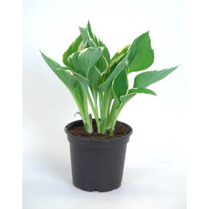 Funkia (Hosta) w doniczce, atrakcyjna, cieniolubna roślina ozdobna.