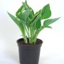 Funkia (Hosta) w doniczce, atrakcyjna, cieniolubna roślina ozdobna.