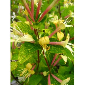 Żółte kwiaty rośliny doniczkowej t.b.t. z zielonymi liśćmi.