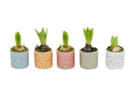 Hiacynt w marmurkowym tealight don. 7cm