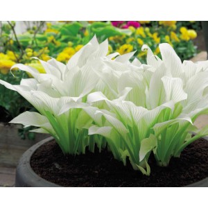 Funkia (Hosta) o białych liściach w doniczce, roślina ozdobna do ogrodu.