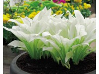 Funkia White Feather (Hosta sp.)