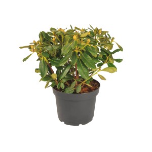 t.b.t. w doniczce, roślina kwitnąca z zielonymi liśćmi i żółtymi pąkami.