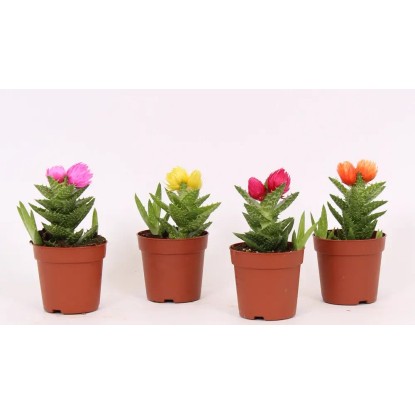 Aloes squar rosa mix wys. 5cm
