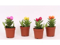 Aloes squar rosa mix wys. 5cm