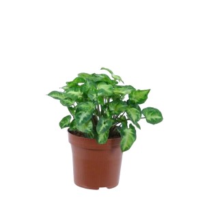 Syngonium (Syngonium White Butterfly)