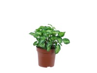 Syngonium (Syngonium White Butterfly)