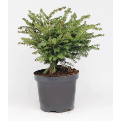 Świerk (Picea abies Nidiformis) - don. 2 l