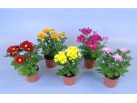 Chryzantema (Chrysanthemum sp.) mix - don. 9 cm