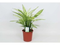 Difenbachia (Dieffenbachia) Vesuvius - don. 24 cm