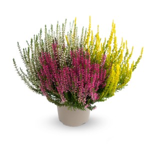 Wrzos Garden Girls Trio XL w doniczce, różne kolory. Mrozoodporny Calluna vulgaris na rabaty i balkony.