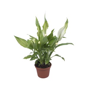 Mini skrzydłokwiat (Spathiphyllum) w brązowej doniczce, roślina doniczkowa z białymi kwiatami.
