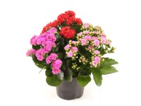 Żyworódka (Kalanchoe Tricolor - Calandiva) - don. 12 cm