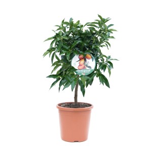 Małe drzewko kumkwatu w doniczce, miniaturowe drzewko owocowe z zielonymi liśćmi i pomarańczowymi owocami.