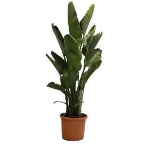Strelicja biała (Strelitzia Nicolai) - wys. 180 cm, don. 40 cm