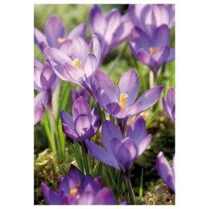 Zbliżenie fioletowych krokusów, popularnego wiosennego kwiatu z kategorii cebule kwiatowe.