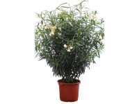 Oleander krzew wys. ok. 150cm (Nerium sp.)