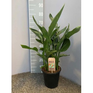 Strelitzia w doniczce: Roślina doniczkowa o dużych, zielonych liściach.