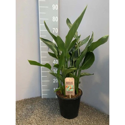 Strelicja królewska (Strelitzia Regina) - don. 21 cm