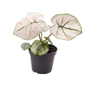 T.b.t. roślina kwitnąca z biało-różowymi liśćmi w doniczce.