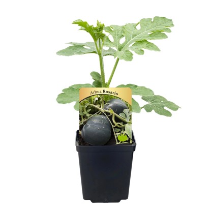 Arbuzy i melony rozsada mix odmian don. 9 cm