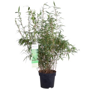 t.b.t. w doniczce, roślina kwitnąca z zielonymi liśćmi.