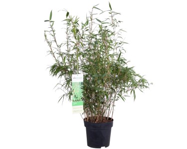 hedera folium Hedera helix  Adplants