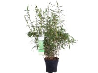 Fargesia Rufa wys. 100 cm