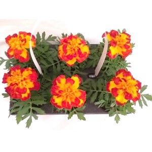 Kwitnąca roślina t.b.t. z czerwono-żółtymi kwiatami w doniczce.