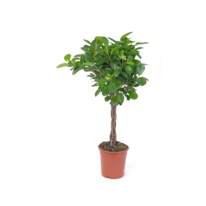 Figowiec Moclame (Ficus sp.) - don. 17 cm