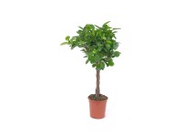 Figowiec Moclame (Ficus sp.) - don. 17 cm