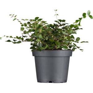 Muehlenbeckia (drzewko druciane) w doniczce, zielone liście. Dekoracyjna roślina jesienna do domu i ogrodu.