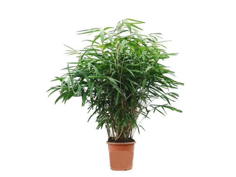 Bambus (Pseudosasa Japonica) - don. 24 cm