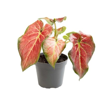 Kaladium (Caladium) Freya - don. 6 cm