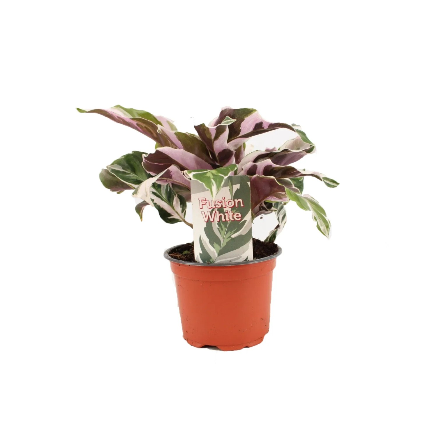 Calathea kupuj w OBI