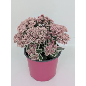Rozchodnik okazały (Sedum telephium 'La Vie En Rose') don. 17 cm
