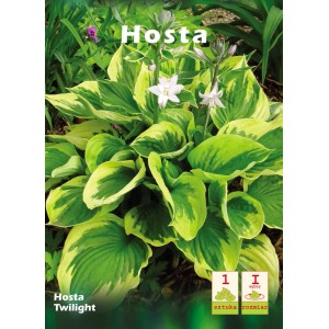 Funkia 'Twilight' z zielono-żółtymi liśćmi i białymi kwiatami, roślina ozdobna do ogrodu.