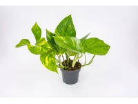Scindapsus aureum wys. 15-18cm don. 12cm