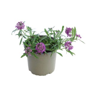 t.b.t. w doniczce, roślina kwitnąca z fioletowymi kwiatami.