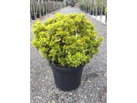 Trzmielina japońska Aureus kula - wys. 50-60 cm